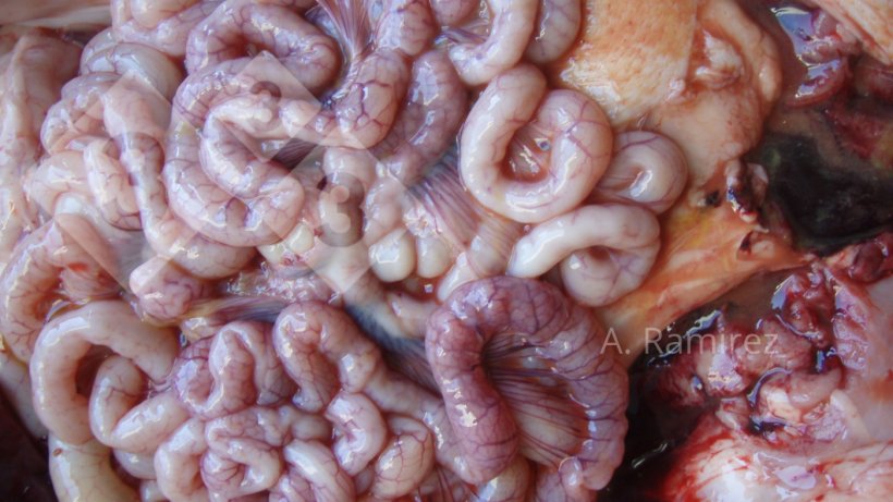 Immagine 2. Intestino tenue leggermente ondulato (a causa dell&#39;ispessimento della parete intestinale) che suggerisce ileite cronica da lieve a moderata senza complicazioni. Se aprissimo l&#39;intestino, l&#39;ispessimento e l&#39;increspatura diventerebbero pi&ugrave; evidenti.
